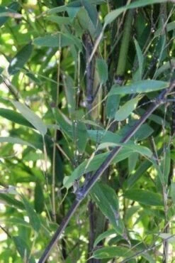 Bamboe (Phyllostachys Nigra) 10 Bamboe (Phyllostachys Nigra) -DIRECTPLANT Winkel 20130906145754 13