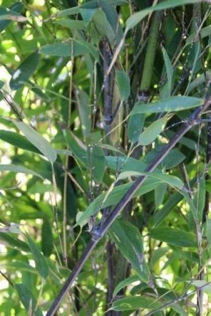 Bamboe (Phyllostachys Nigra) 4 Bamboe (Phyllostachys Nigra) - Afbeelding 2