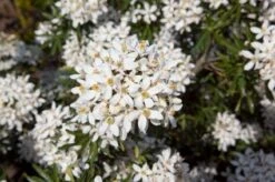 Choisya (Choisya Ternata 'White Dazzler') -DIRECTPLANT Winkel 20131023135655 1