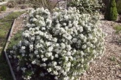 Choisya (Choisya Ternata 'White Dazzler') -DIRECTPLANT Winkel 20131023135706 1