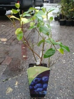 Blauwe Bes (Vaccinium Corymbosum 'Patriot') -DIRECTPLANT Winkel 20131105155611 1