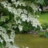 Kornoelje (Cornus Kousa 'China Girl') -DIRECTPLANT Winkel 20160612 161509 resized 1
