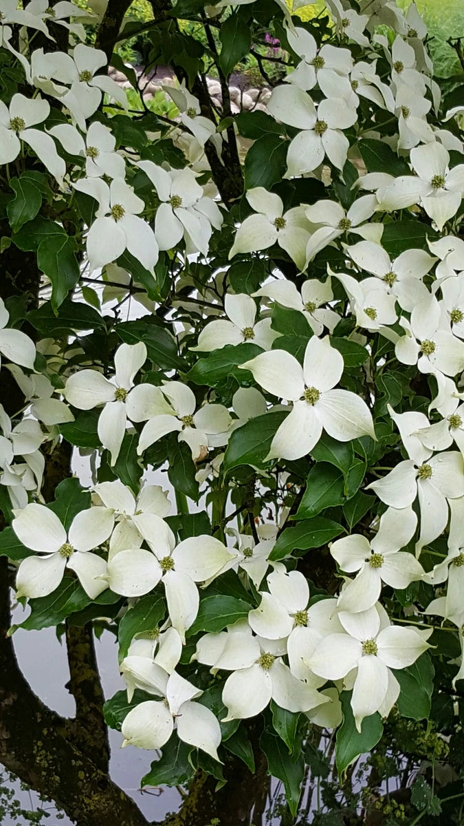 Kornoelje (Cornus Kousa 'China Girl') 6 Kornoelje (Cornus Kousa 'China Girl') - Afbeelding 4