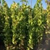 Druif (Vitis Vinifera 'Alphonse Lavalle') -DIRECTPLANT Winkel 20180920 joha ord t2 335 1