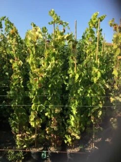 Druif (Vitis Vinifera 'Alphonse Lavalle')