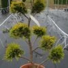 Cupressocyparis Als Bonsai (Cupressocyparis Leylandii 'Gold Rider') -DIRECTPLANT Winkel 20190115 160738 1