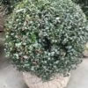 Hulst In Bolvorm (Ilex Altaclerensis ‘Camelliifolia’) 2 Hulst In Bolvorm (Ilex Altaclerensis ‘Camelliifolia’) -DIRECTPLANT Winkel 20190116 142329 resized 1