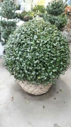 Hulst In Bolvorm (Ilex Altaclerensis ‘Camelliifolia’) -DIRECTPLANT Winkel 20190116 142342 resized 1