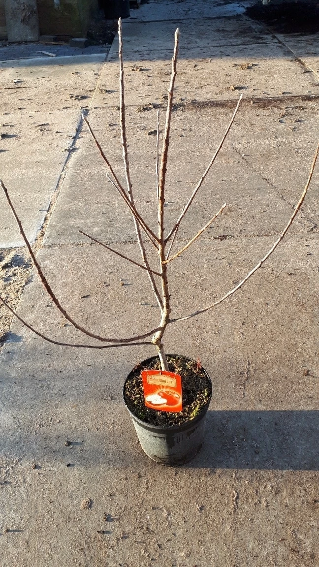 Mini-appel (Malus Domestica 'Mini-Cox') 3 Mini-appel (Malus Domestica 'Mini-Cox')