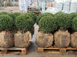 Japanse Hulst In Bolvorm (Ilex Crenata 'Caroline Upright') -DIRECTPLANT Winkel 20190207 123828 1