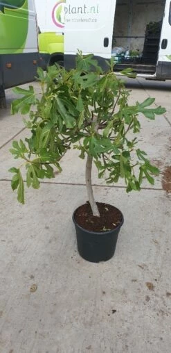 Vijg Op Stam (Ficus Carica) -DIRECTPLANT Winkel 20190501 110130 resized