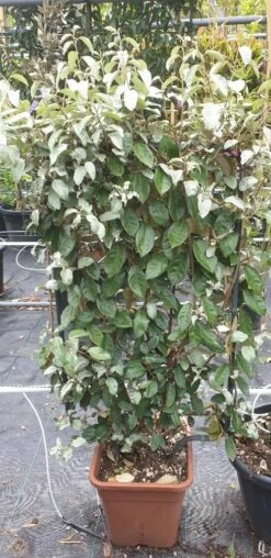 Olijfwilg Als Leivorm (Elaeagnus Ebbingei) -DIRECTPLANT Winkel 20190501 114514 resized