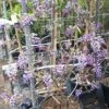 Blauwe Regen Als Leivorm (Wisteria Brachybotrys 'Yokohama Fuji') -DIRECTPLANT Winkel 20190507 113255 resized 2