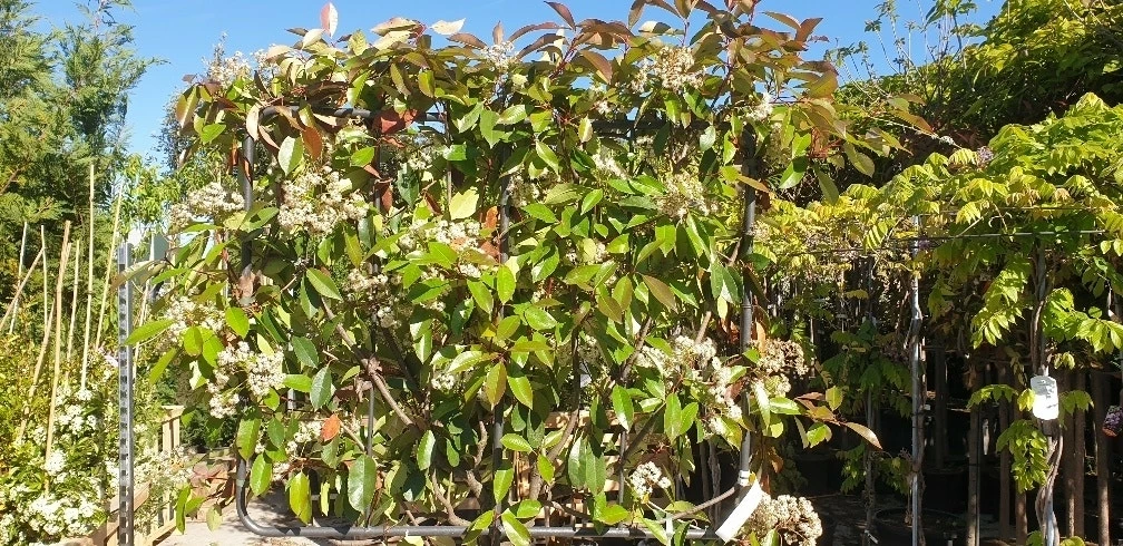 Glansmispel Halfstam Als Leiboom (Photinia Fraseri 'Red Robin') 4 Glansmispel Halfstam Als Leiboom (Photinia Fraseri 'Red Robin') - Afbeelding 2