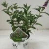 Vlinderstruik (Buddleja Davidii 'Miss Violet') -DIRECTPLANT Winkel 20190612 201646 resized 1