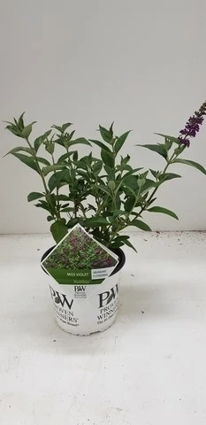 Vlinderstruik (Buddleja Davidii 'Miss Violet')