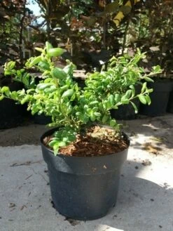 Japanse Hulst (Ilex Crenata 'Green Lustre) -DIRECTPLANT Winkel 20190620 155824 1 2