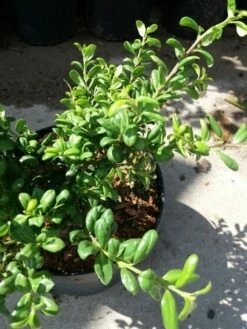 Japanse Hulst (Ilex Crenata 'Green Lustre) 7 Japanse Hulst (Ilex Crenata 'Green Lustre) -DIRECTPLANT Winkel 20190620 155833