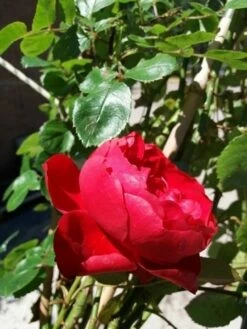 Klimroos (Rosa 'Amadeus') 7 Klimroos (Rosa 'Amadeus') -DIRECTPLANT Winkel 20190629 130654