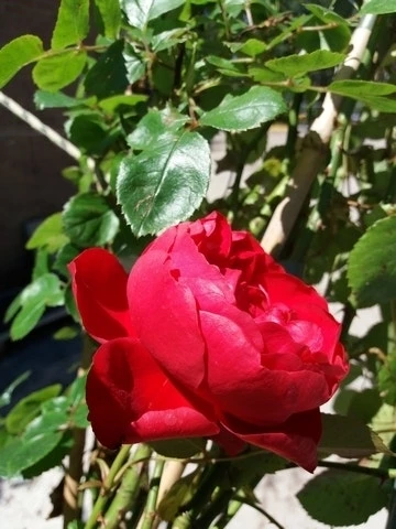 Klimroos (Rosa 'Amadeus') 4 Klimroos (Rosa 'Amadeus') - Afbeelding 2