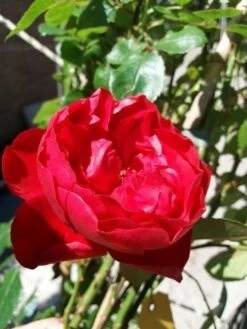 Klimroos (Rosa 'Amadeus') 8 Klimroos (Rosa 'Amadeus') -DIRECTPLANT Winkel 20190629 130707