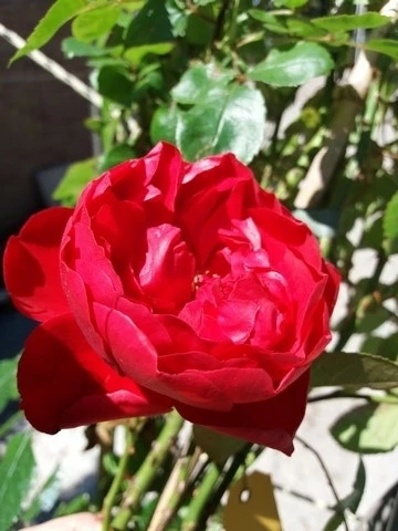 Klimroos (Rosa 'Amadeus') 5 Klimroos (Rosa 'Amadeus') - Afbeelding 3