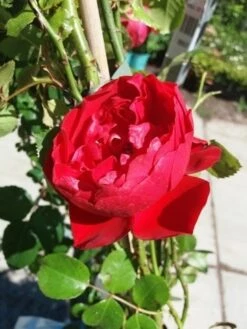 Klimroos (Rosa 'Amadeus') 9 Klimroos (Rosa 'Amadeus') -DIRECTPLANT Winkel 20190629 130841