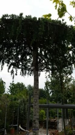 Ceder Als Dakboom (Cedrus Deodara 'Pendula') -DIRECTPLANT Winkel 20190712 120955 1