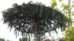 Ceder Als Dakboom (Cedrus Deodara 'Pendula') -DIRECTPLANT Winkel 20190712 121003 1