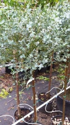 Eucalyptus Op Stam (Eucalyptus Gunnii) -DIRECTPLANT Winkel 20190712 152539