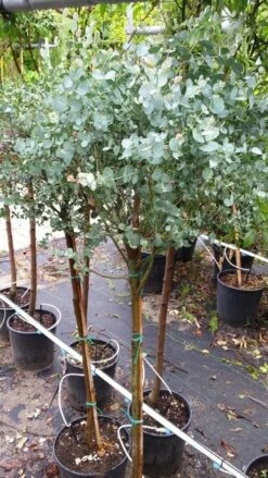 Eucalyptus Op Stam (Eucalyptus Gunnii) -DIRECTPLANT Winkel 20190712 152604