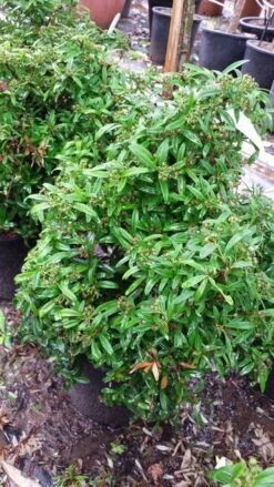 Vuurdoorn Als Bol (Pyracantha 'Navaho') -DIRECTPLANT Winkel 20190712 153414 1