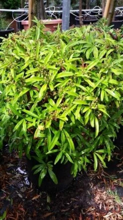 Vuurdoorn Als Bol (Pyracantha 'Navaho') -DIRECTPLANT Winkel 20190712 153454 1