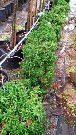 Vuurdoorn Als Bol (Pyracantha 'Navaho') -DIRECTPLANT Winkel 20190712 153510 1