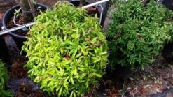 Vuurdoorn Als Bol (Pyracantha 'Navaho') -DIRECTPLANT Winkel 20190712 153519