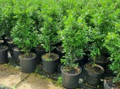 Hulst (Ilex Meserveae 'Heckenfee') 11 Hulst (Ilex Meserveae 'Heckenfee') -DIRECTPLANT Winkel 20210614 113313