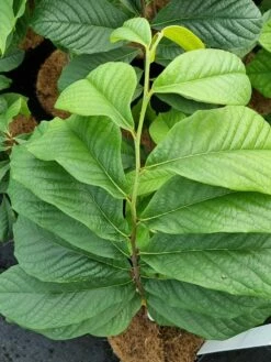 Pawpaw (Asimina Triloba) -DIRECTPLANT Winkel 20210826 101312