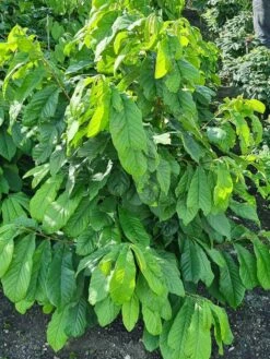 Pawpaw (Asimina Triloba) -DIRECTPLANT Winkel 20210826 102528