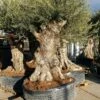 Grote Olijfboom (Olea Europaea) 2 Grote Olijfboom (Olea Europaea) -DIRECTPLANT Winkel 20220214 153840
