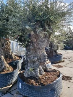 Grote Olijfboom (Olea Europaea) -DIRECTPLANT Winkel 20220217 110431