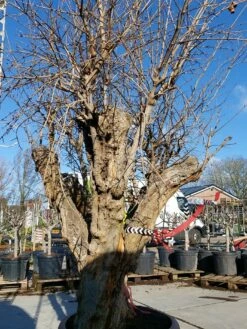 Granaatappel Als Solitair (Punica Granatum) -DIRECTPLANT Winkel 20220217 110658