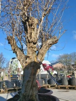 Granaatappel Als Solitair (Punica Granatum) -DIRECTPLANT Winkel 20220217 110708