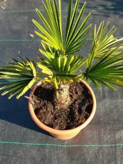 Winterharde Palm (Trachycarpus Wagnerianus) -DIRECTPLANT Winkel 20220217 112423