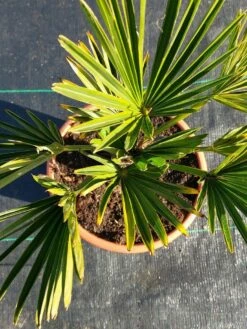 Winterharde Palm (Trachycarpus Wagnerianus) -DIRECTPLANT Winkel 20220217 112447
