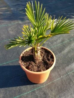 Winterharde Palm (Trachycarpus Wagnerianus) -DIRECTPLANT Winkel 20220217 112456