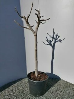 Vijg Op Stam (Ficus Carica) -DIRECTPLANT Winkel 20220223 125904 1