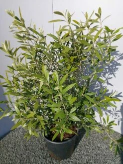 Olijf Als Struik (Olea Europaea) -DIRECTPLANT Winkel 20220223 132223