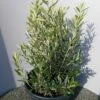 Olijf Als Struik (Olea Europaea) -DIRECTPLANT Winkel 20220223 132404