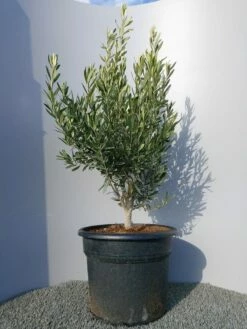 Olijf Als Struik (Olea Europaea) -DIRECTPLANT Winkel 20220223 132454