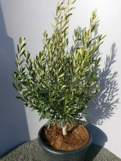 Olijf Als Struik (Olea Europaea) -DIRECTPLANT Winkel 20220223 132509